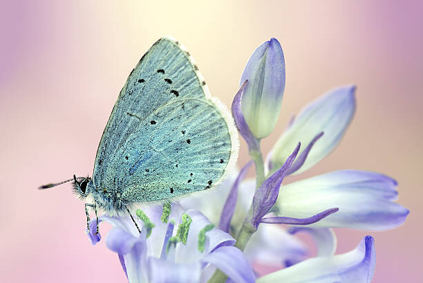 Fotografie Butterfly, mikroman6, 40 × 26.7 cm