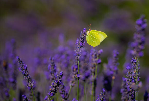 Levně Plakát, Obraz - Close-up of butterfly pollinating on purple, tuncbilekadnan / 500px, 40 × 26.7 cm