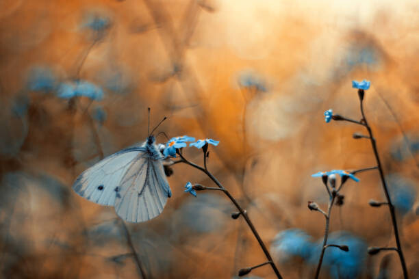 Levně Plakát, Obraz - Close-up of butterfly on plant, pozytywka / 500px, 40 × 26.7 cm