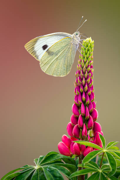 Levně Plakát, Obraz - Small White Pieris rapae on Lupin,London,United, Patrick S. Seehanach / 500px, 26.7 × 40 cm