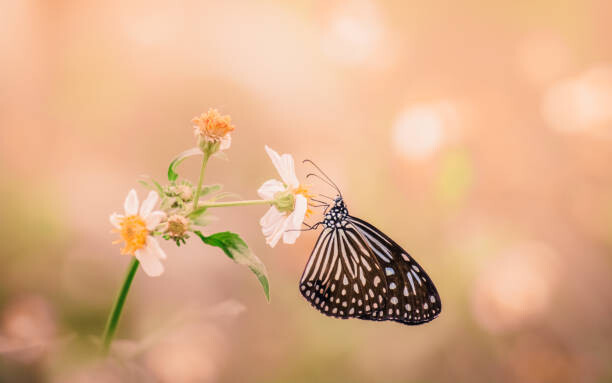 Levně Plakát, Obraz - Dreaming, Warayut Pachsri / 500px, 40 × 26.7 cm