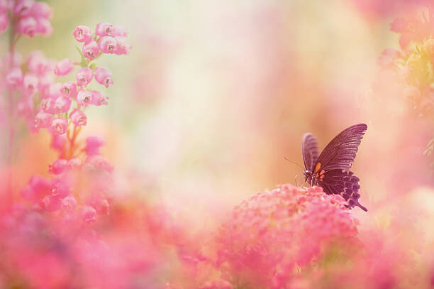 Levně Plakát, Obraz - Butterfly dreams, Eerik, 40 × 26.7 cm