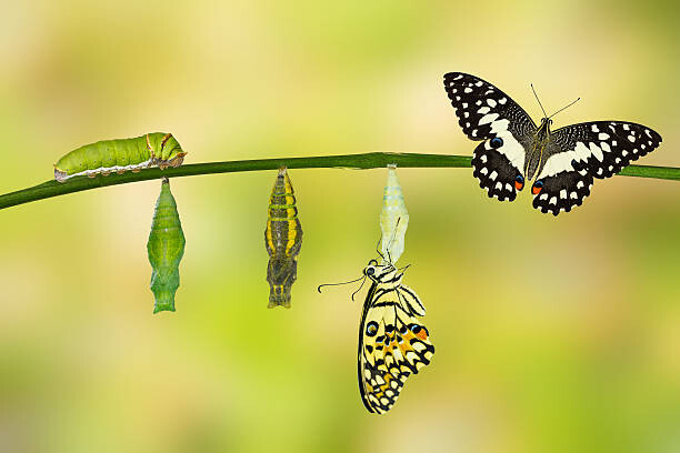 Levně Plakát, Obraz - Transformation of Lime Butterfly, Mathisa_s, 40 × 26.7 cm