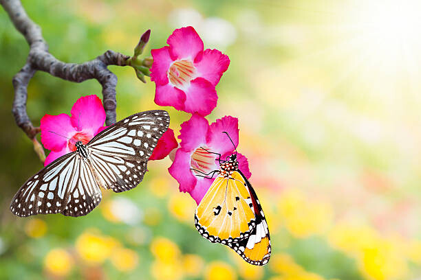 Levně Plakát, Obraz - desert rose and butterfly, enterphoto, 40 × 26.7 cm