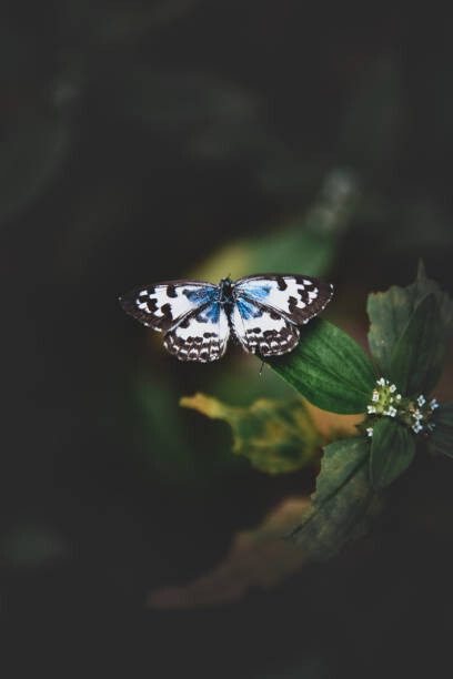 Levně Plakát, Obraz - Close-up of butterfly on plant, Amal Madhavan / 500px, 26.7 × 40 cm