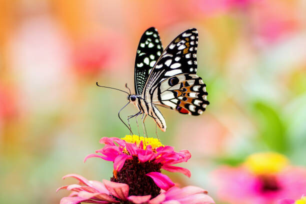 Levně Plakát, Obraz - Butterfly On A Flower with colorful Background, chuchart duangdaw, 40 × 26.7 cm