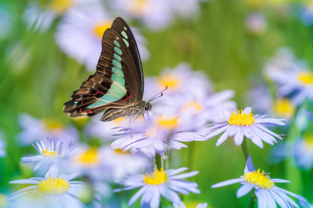Levně Plakát, Obraz - Close-up of butterfly pollinating on flower,South, lzh / 500px, 40 × 26.7 cm