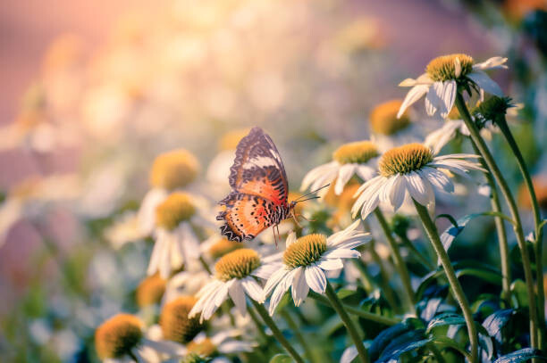 Levně Plakát, Obraz - The yellow orange butterfly is on, sarayut Thaneerat, 40 × 26.7 cm