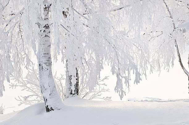 Levně Plakát, Obraz - Snow and frost on tree branches, Eerik, 40 × 26.7 cm
