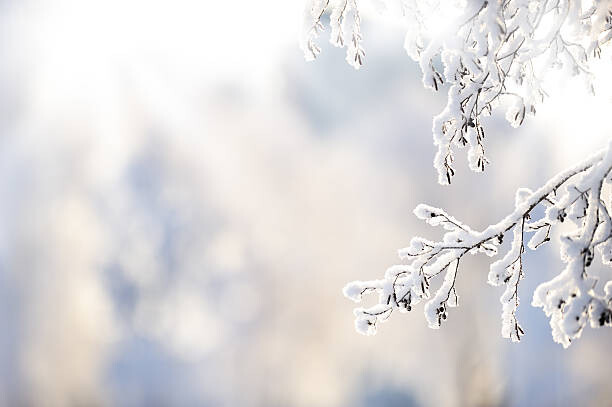 Levně Plakát, Obraz - Winter branch covered with snow, Eerik, 40 × 26.7 cm