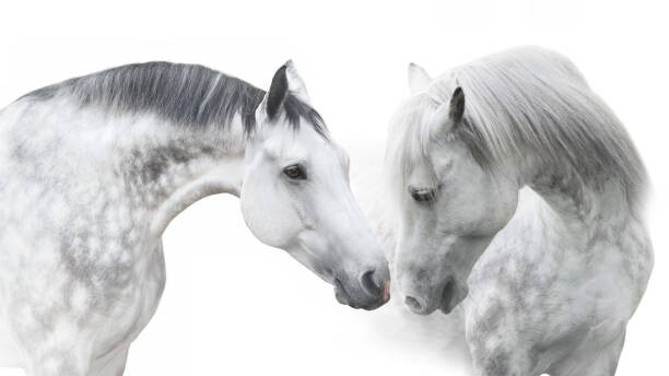 Levně Plakát, Obraz - Couple horse portrait on white, Nemyrivskyi Viacheslav, 40 × 22.2 cm