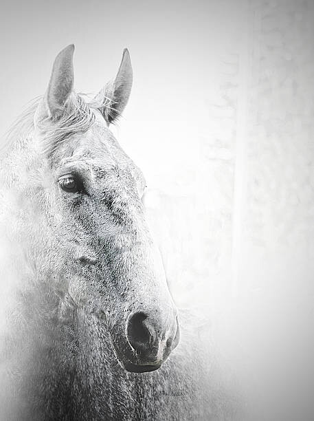 Levně Plakát, Obraz - White horse, Carmelka, 30 × 40 cm
