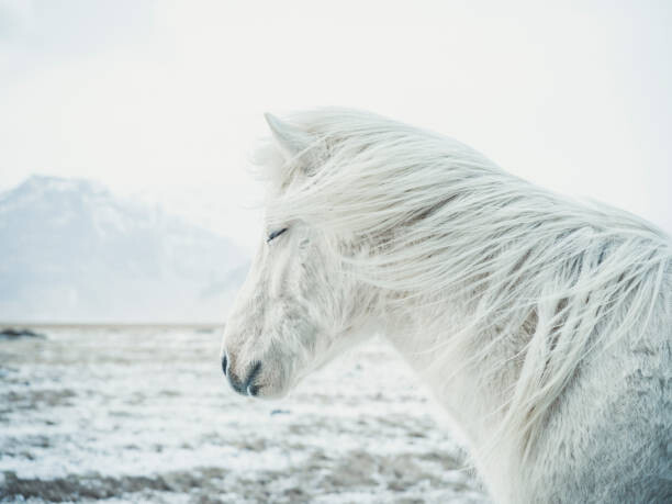 Fotografie Icelandic Horse, Andre Schoenherr, 40 × 30 cm