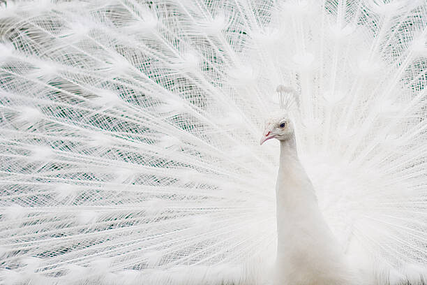 Levně Plakát, Obraz - Closeup of a White Peacock bird, Cindy Prins, 40 × 26.7 cm
