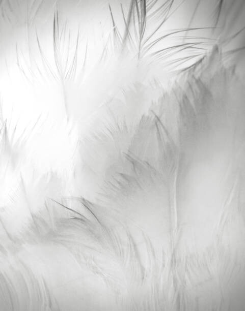 Levně Plakát, Obraz - Close Up Detail of Swan Feathers, Vicki Jauron, Babylon and Beyond Photography, 30 × 40 cm