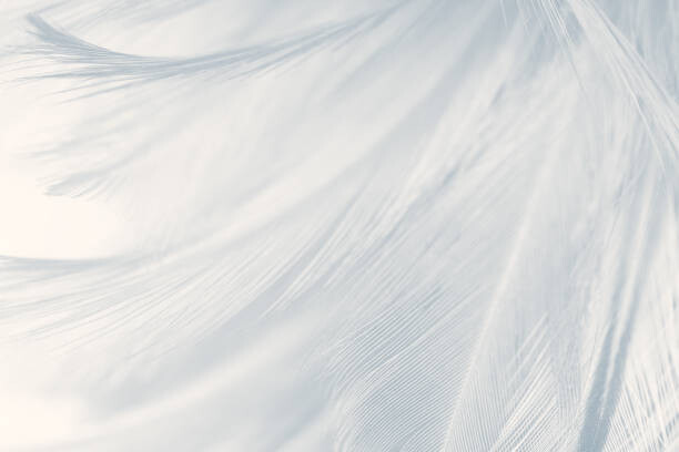 Levně Plakát, Obraz - Beautiful white gray colors tone feather, nadtytok, 40 × 26.7 cm