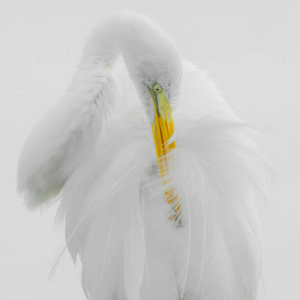 Levně Plakát, Obraz - Great White Heron High Key Preening, fotoguy22, 40 × 40 cm