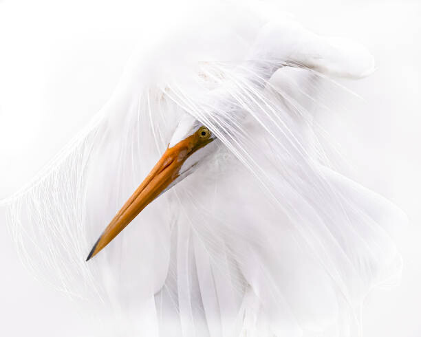 Levně Plakát, Obraz - Great Egret Head Through White Plumage, Troy Harrison, 40 × 30 cm