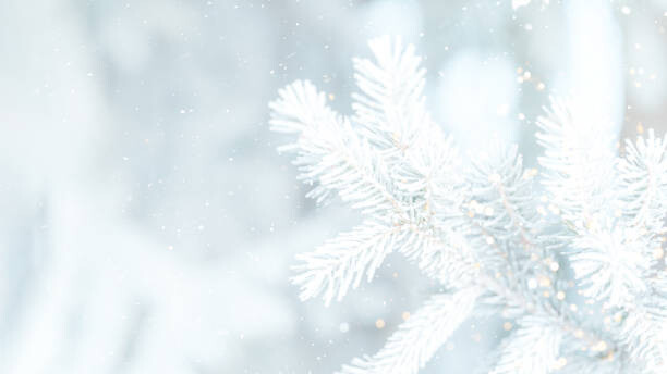Plakát, Obraz - Outdoor branch of Christmas tree covered, Anastassiya Bezhekeneva, 40 × 22.2 cm