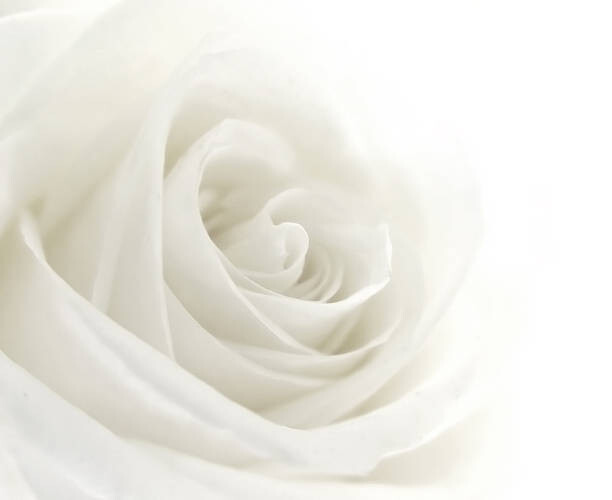 Levně Plakát, Obraz - A close-up of a single white rose, VIDOK, 40 × 30 cm