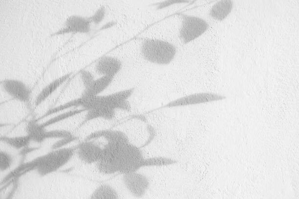 Levně Plakát, Obraz - Bush leaves shadow over textured white, Anna Blazhuk, 40 × 26.7 cm