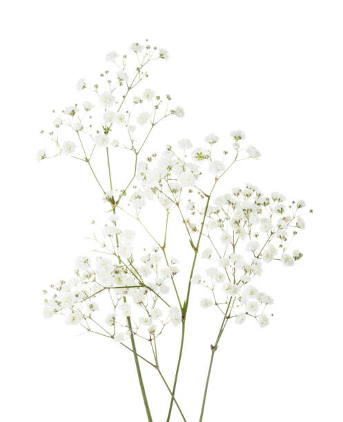 Levně Plakát, Obraz - Few twigs with small white flowers, Antonel, 30 × 40 cm