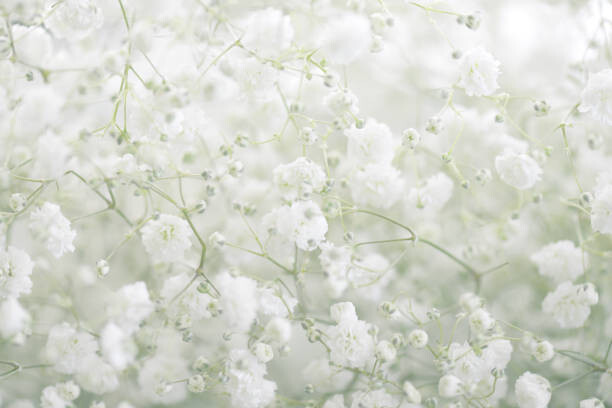 Levně Plakát, Obraz - beautiful flowers Gypsophila, elenaleonova, 40 × 26.7 cm