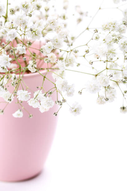 Levně Plakát, Obraz - Gypsophila flowers in pink vase on, 5second, 26.7 × 40 cm