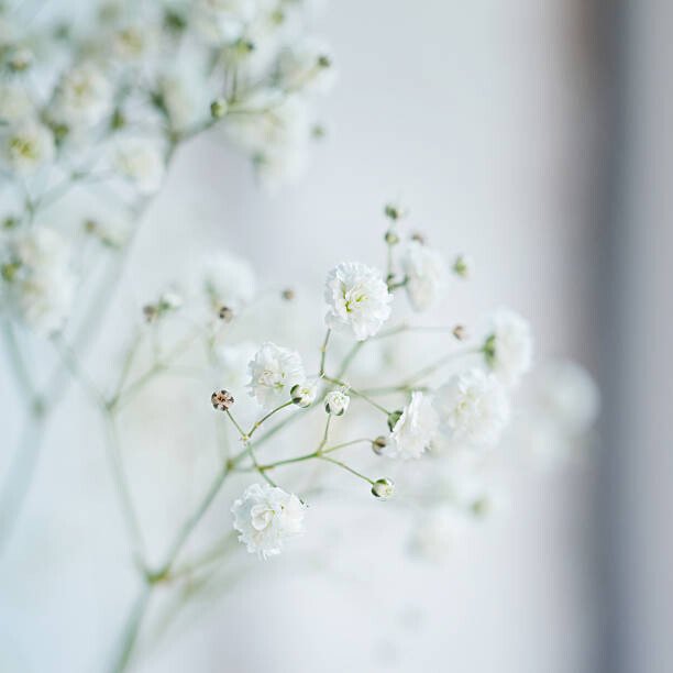 Levně Plakát, Obraz - Small White Flowers blurred,, Zaikina, 40 × 40 cm