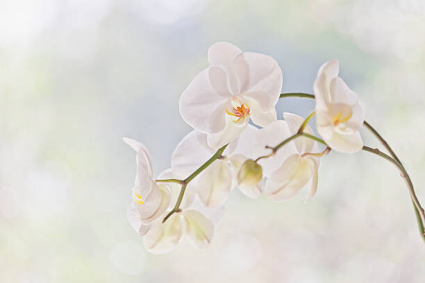 Levně Plakát, Obraz - Moth orchid (Phalaenopsis), David Madison, 40 × 26.7 cm