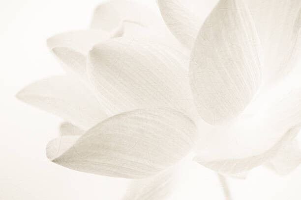 Levně Plakát, Obraz - sweet color lotus in soft and blur style, number1411, 40 × 26.7 cm