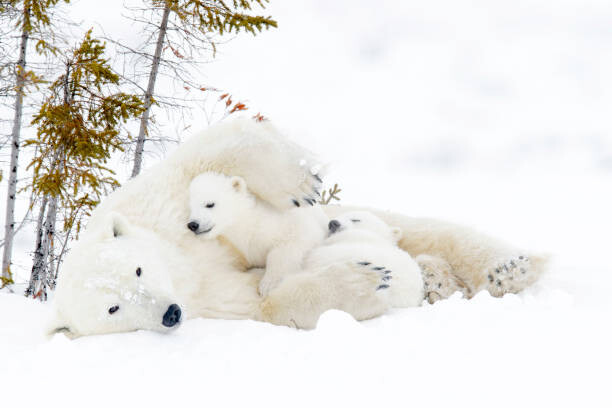 Levně Plakát, Obraz - Polar bear (Ursus maritimus), AndreAnita, 40 × 26.7 cm