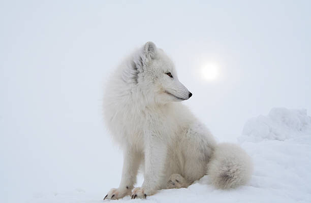 Levně Plakát, Obraz - Polar fox in overcast day., DmitryND, 40 × 26.7 cm
