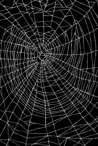 Levně Plakát, Obraz - Spider Web Pattern, CSA Images, 26.7 × 40 cm