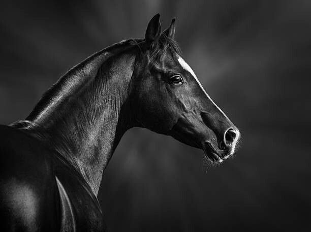 Fotografie Portrait of black arabian horse, Abramova_Kseniya, 40 × 30 cm