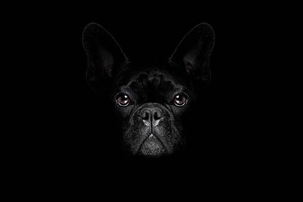 Levně Plakát, Obraz - dog isolated on black, damedeeso, 40 × 26.7 cm
