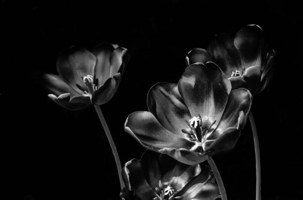 Levně Plakát, Obraz - Black and white tulips, valilung, 40 × 26.7 cm
