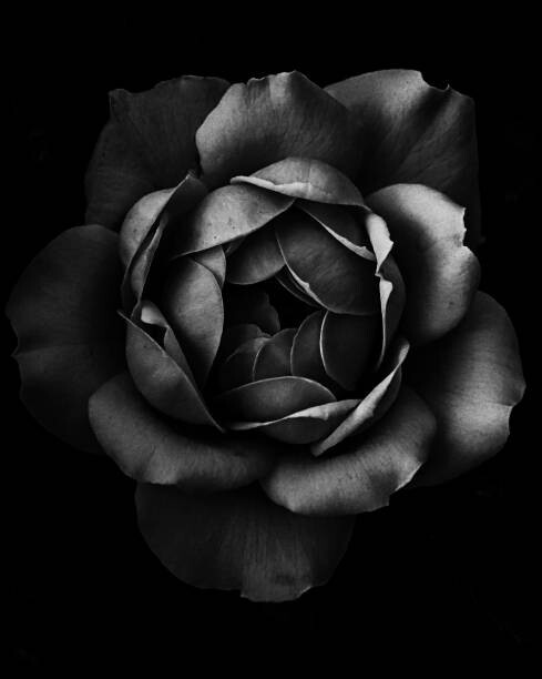 Levně Plakát, Obraz - Black and white close up of garden rose, Alex Blessing, 30 × 40 cm
