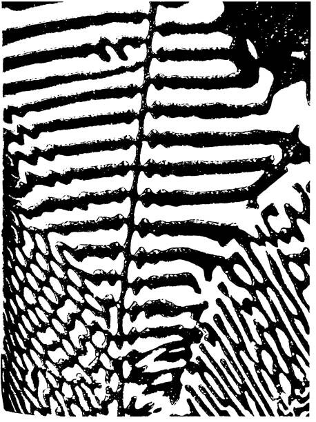 Levně Plakát, Obraz - Zebra Pattern, CSA Images, 30 × 40 cm