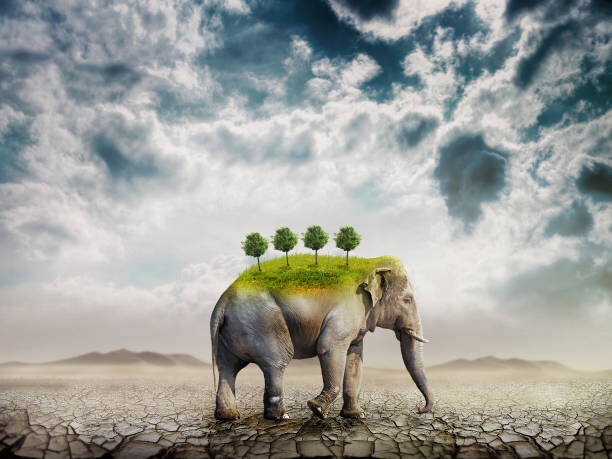 Levně Plakát, Obraz - The elephant (symbol of ecology) in the desert, red-feniks, 40 × 30 cm