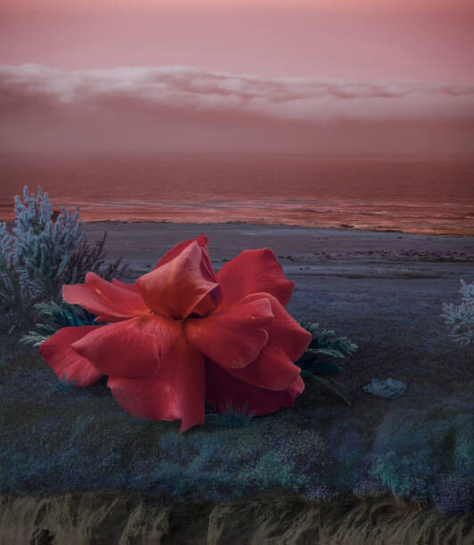 Levně Plakát, Obraz - Surreal Giant flower rose, Vizerskaya, 34.8 × 40 cm