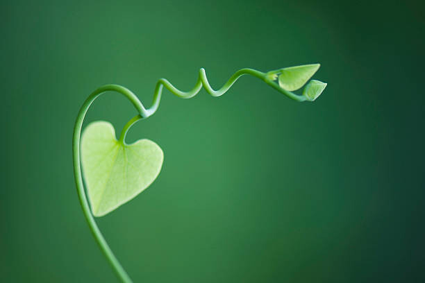 Levně Plakát, Obraz - Delicate vine with heart shaped leaves, ZenShui/Michele Constantini, 40 × 26.7 cm