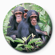 Placka CHIMPS