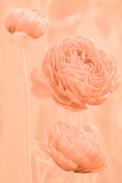 Levně Plakát, Obraz - Flowers and buds of apricot-colored ranunculus, Tatiana rico, 26.7 × 40 cm