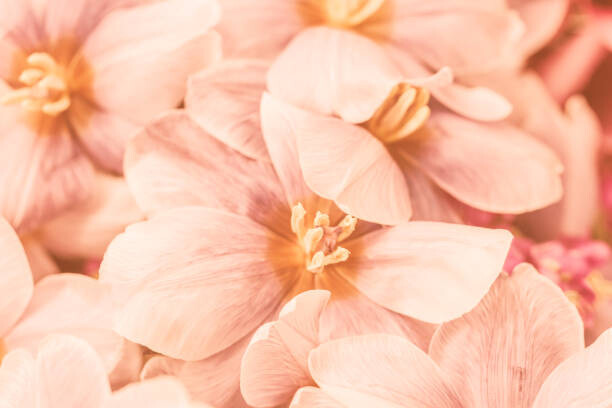 Levně Plakát, Obraz - Close-up of pink flowers, Natalia Serenko / 500px, 40 × 26.7 cm
