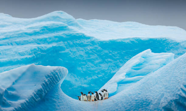 Umělecká fotografie A group of Penguins stand atop, David Merron Photography, (40 x 24.6 cm)