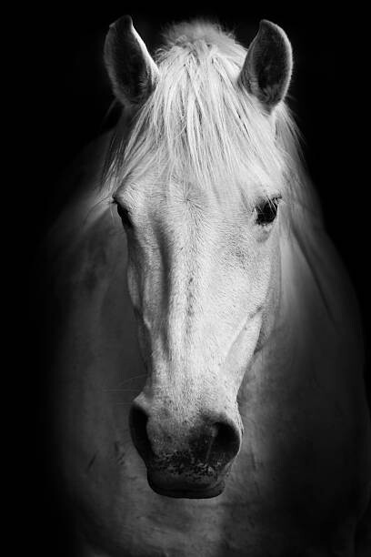 Levně Plakát, Obraz - Portrait of a white horse., kasto80, 26.7 × 40 cm