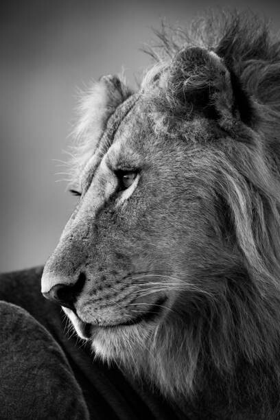 Plakát, Obraz - Mono close-up of male lion looking left, nicholas_dale, 26.7 × 40 cm