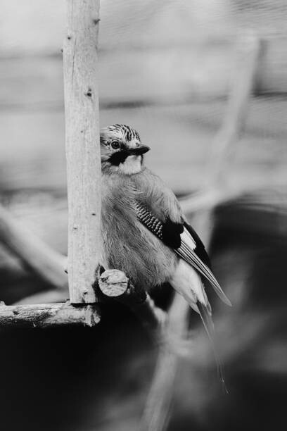 Levně Plakát, Obraz - Birdie Photo,Close-up of jay perching on feeder, Iolu Marian Beniamin / 500px, 26.7 × 40 cm