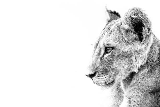Levně Plakát, Obraz - Grayscale shot of a cute lion, Wirestock, 40 × 26.7 cm